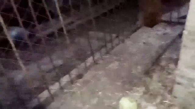 50. Дикая лиса, кот и попытка расчесать расчесткой! смотреть онлайн