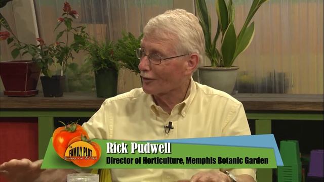 Q&A – What Is This Grass Growing In My Vegetable Garden? A: Nutsedge