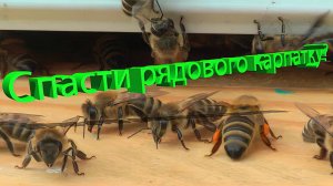 Профессор Кашковский: Возможно восстановить карпатку?