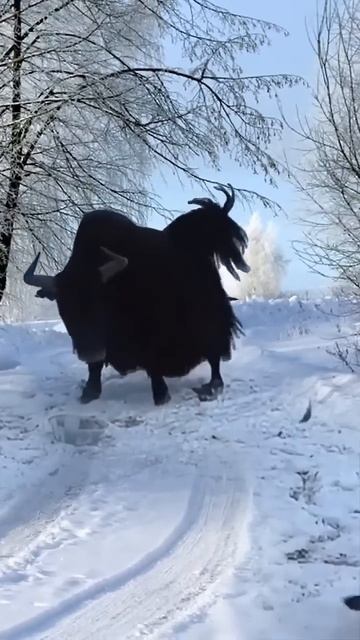Come on, I won’t accept you. Animal fighting power competition. Close distance with wild animals. C смотреть онлайн
