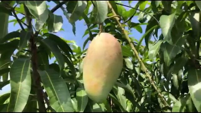 Golden Queen (Kiew Yai) - Mango Review смотреть онлайн