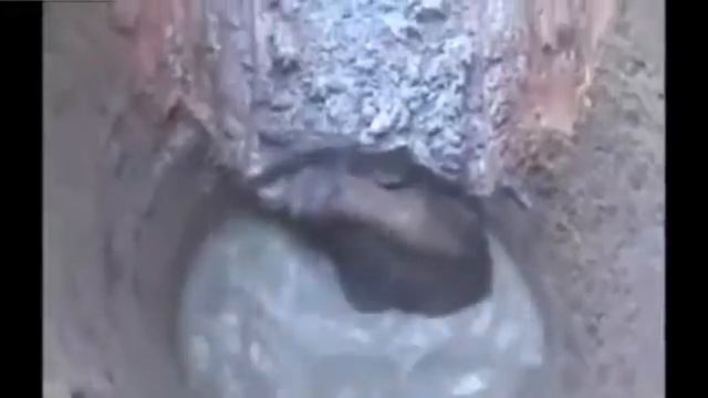 Спасение слоненка смотреть онлайн