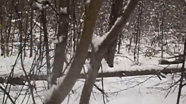 С лайкой на куницу смотреть онлайн