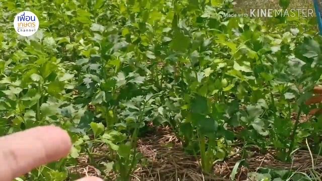 ปลูกผักขึ้นฉ่ายแบบอินทรีย์ ให้ปลอดโรครากเน่าโคนเน่าในช่วงหน้าฝนอย่างไร?