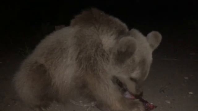 Поздний ужин у медвежонка Балу. Утаев Хампаши саг1а ду х1ар, Балус ч1ог1а баркал элар хьун😂 смотреть онлайн