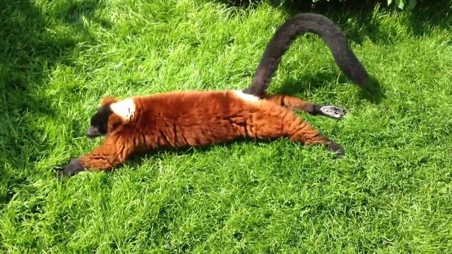 Red Vari behaviour. Zoo Amsterdam. смотреть онлайн