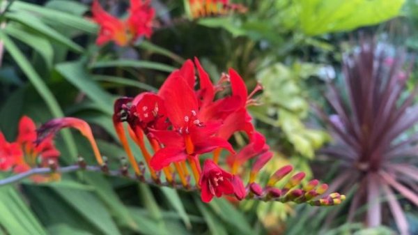 JULY 2022 Exotic Tropical Jungle Garden East Midlands UK