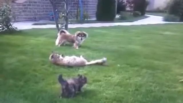 Котёнок вступился за мамку смотреть онлайн
