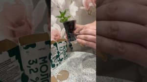 Упаковка рассады для отправки почтой