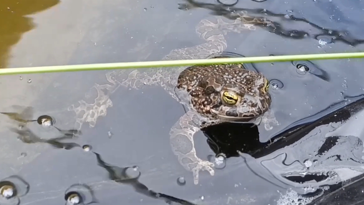 15.04. Новые жители...Теплица... смотреть онлайн