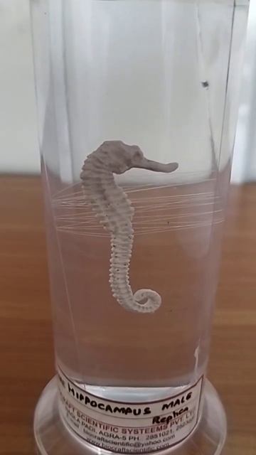 Hippocampus смотреть онлайн