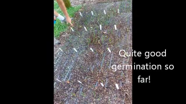 Seed planting August 16 смотреть онлайн