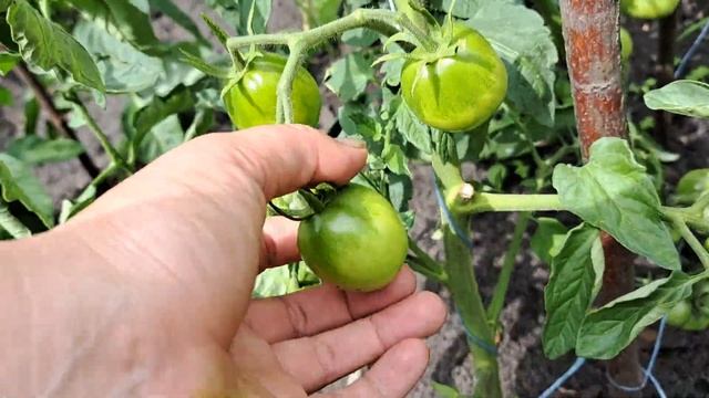 ГНІЗДО НЕВІДОМОЇ ПТАШКИ НА ПОДВІР'Ї. ХТО ЗНАЄ ЯКОЇ САМЕ? КУРЧАТА, ГОРОД, МАЛИНА смотреть онлайн