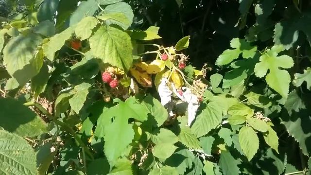 Малина под кустами (15.07.2017)