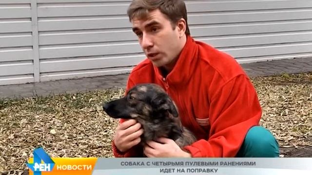 Собакас 4 пулевыми ранениями часть 2 смотреть онлайн