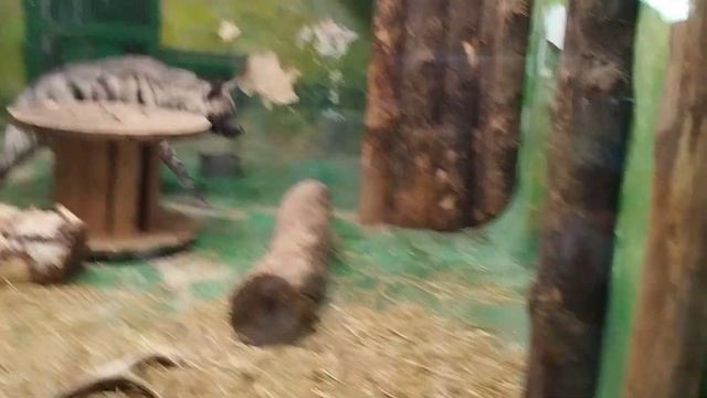 ЕКАТЕРИНБУРГСКИЙ ЗООПАРК 🐘 ВЕСНОЙ 2024 🐯 смотреть онлайн