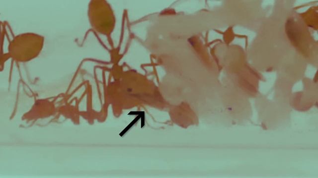 The METAMORPHOSIS of my amazing WEAVER ANTS! Project: Adam&Weave Ep3 смотреть онлайн