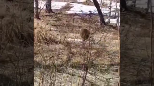 На Камчатке прикормленный людьми медведь украл у охотников продукты смотреть онлайн