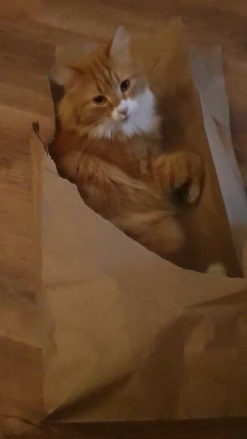 Кот в мешке валяется. смотреть онлайн