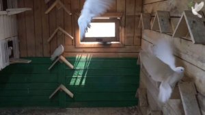 Николаевские голуби Филатова Вячеслава