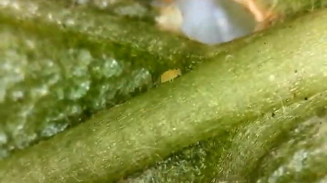 Green Citrus Aphid смотреть онлайн