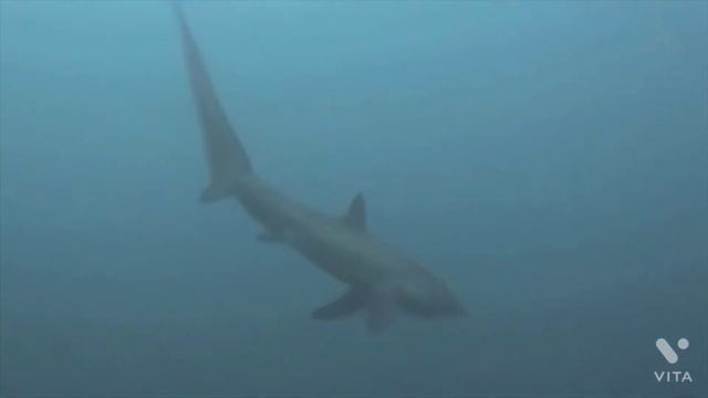 thresher shark very smart and tail 🐟 смотреть онлайн