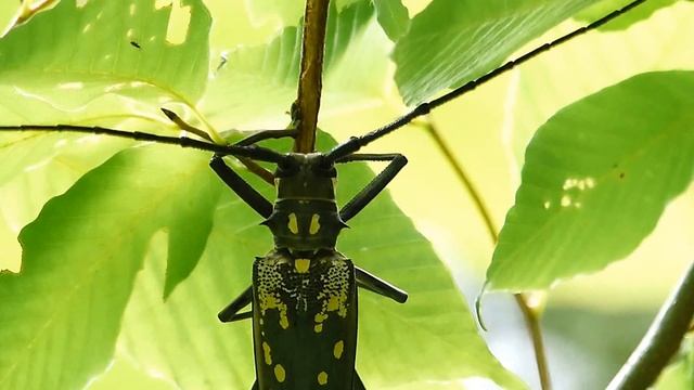 ムビる04063 戦いの始めから終わりまで シロスジカミキリ shirosujikamikiri смотреть онлайн