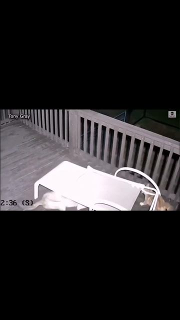 JACKAL VS CAT 😯😯😯 #shorts#reels#animal#animals#jackal#cat#cats#catlover #thriller#animalshorts смотреть онлайн