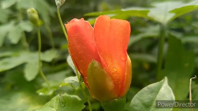 ৰ’জ কেক্টাছ ৷Rose Cactus ৷ Pereskia Bleo