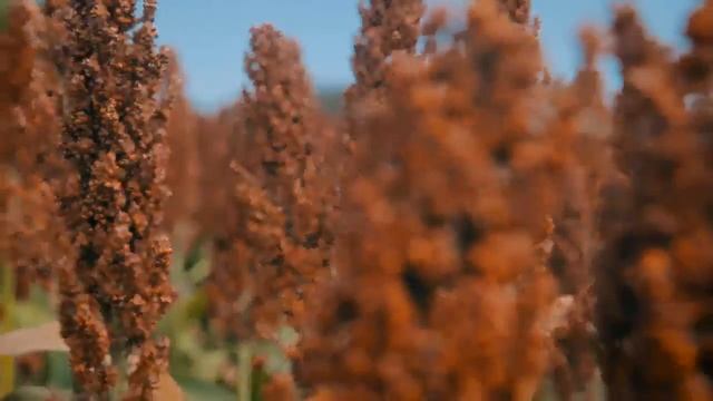 SORGO NUGRAIN 315 смотреть онлайн