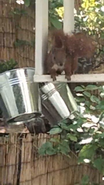 Eichhörnchen 😂 смотреть онлайн
