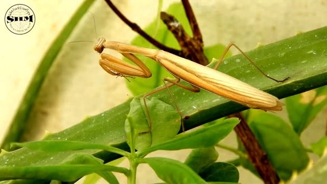 ตั๊กแตนตำข้าวหญ้าเอเชีย(Asian Grass Mantis) Statilia maculata (Thunberg, 1784) смотреть онлайн