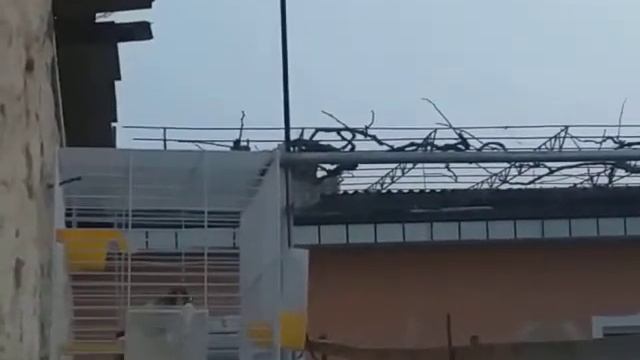 пение щеголь смотреть онлайн