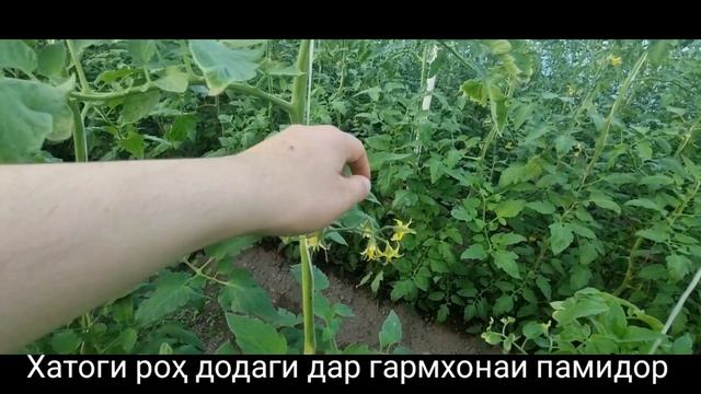Ба хатоги роҳ додем мо дар гармхонаи памидор 🍅🍅🍅🍅🍅🍅 смотреть онлайн