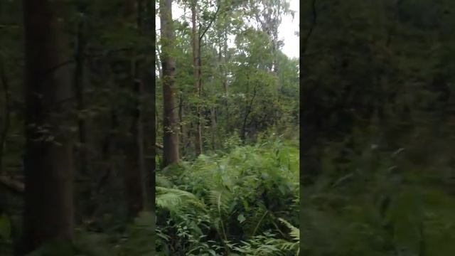 Прогулка юрского периода смотреть онлайн