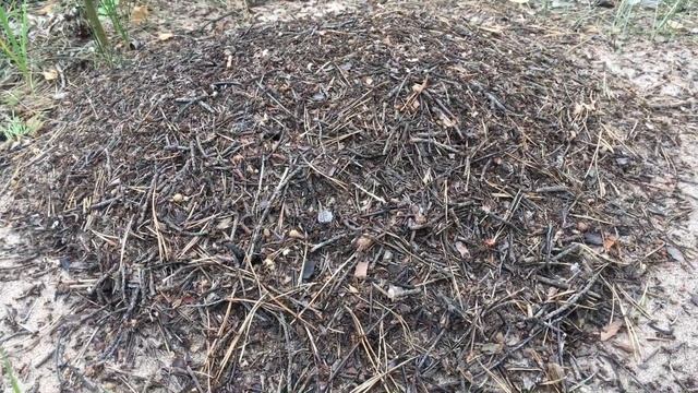 Приехали на съемки. Нашли муравейник. смотреть онлайн