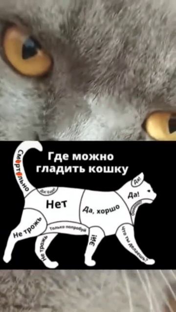 Где можно гладить кошку? смотреть онлайн