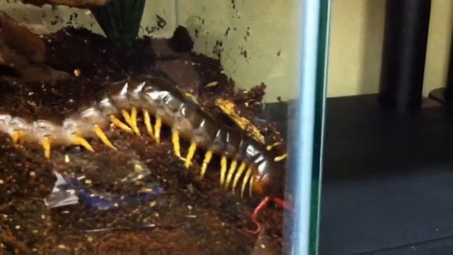 Asian Giant Centipede.MOV смотреть онлайн