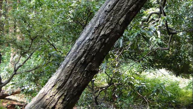 Octonary Ingredients of Fritillaria roylei Formulations: Pankaj Oudhia's Medicinal Plant Database смотреть онлайн