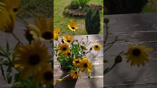 BODRUM PAPATYALARİ EKİMİ BİLGİLERİ ANLATIMI 🌼🌼 смотреть онлайн