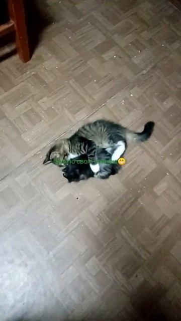 Супер любовь кота и морской свинки смотреть онлайн