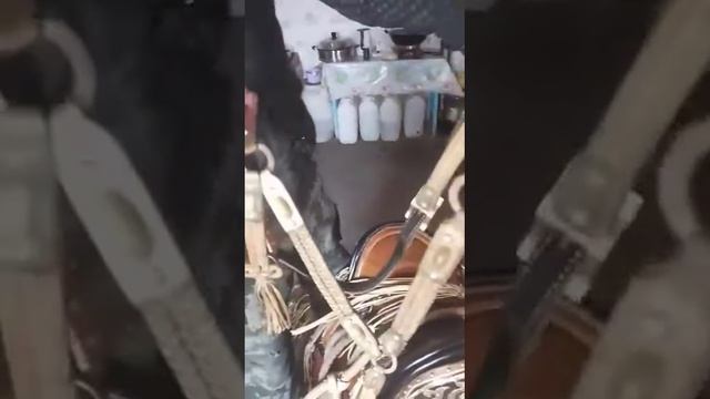 National Kazakh Saddle Madein Kazakhstan Казахский Седла