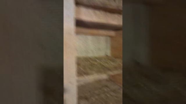 Обзор моих голубей смотреть онлайн