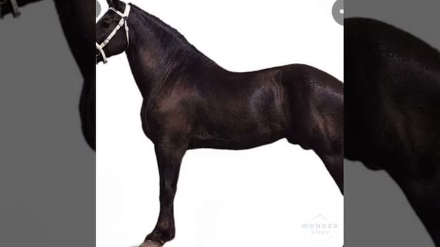 13 BEAUTIFUL HORSES IN THE WORLD. смотреть онлайн