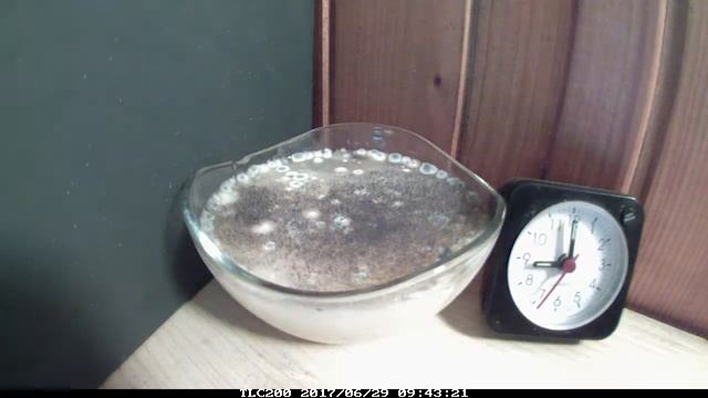 Decomposition of the Banana Nectar - time lapse (spleśniały nektar bananowy) смотреть онлайн