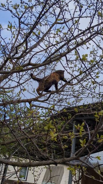 Белковидная кошка смотреть онлайн