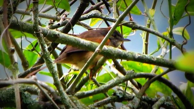 ENDEMIC - Silvery-throated Spinetail - Synallaxis subpudica - Parque La Florida смотреть онлайн
