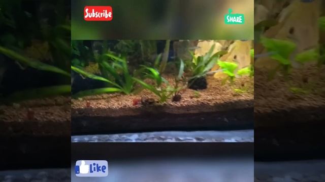 Tudo sobre caracóis planorbis corneus смотреть онлайн