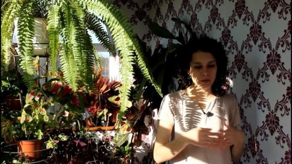 На собственном примере. Как победить. Паутинный клещ на глоксиниях.//Валентина Земскова