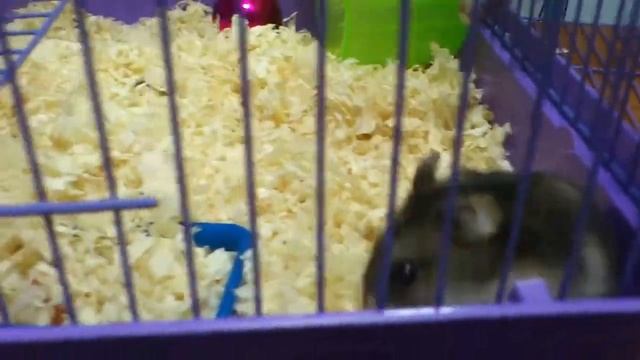 Marta /hamster смотреть онлайн